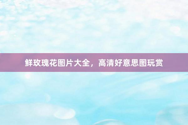 鲜玫瑰花图片大全,高清好意思图玩赏